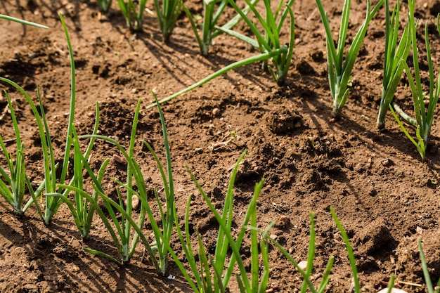 Lente in de gemeenschappelijke tuin in de stad.