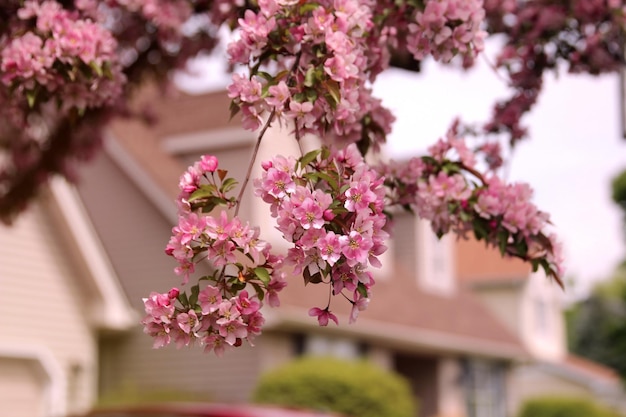 Lente in de natuur met bloeiende boom Bloeiende appelboom