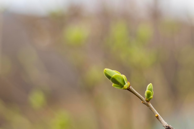 Lente in de natuur