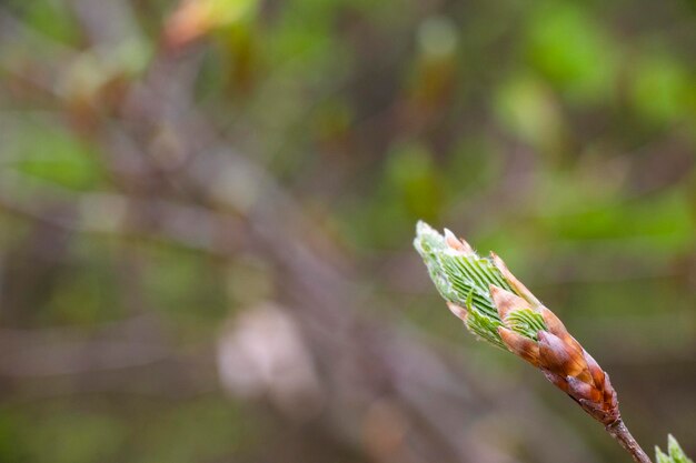 Foto lente in de natuur