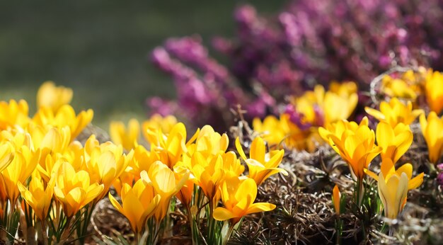 Lente in de tuin bloeiende gele krokus bloemen op zonnige dag