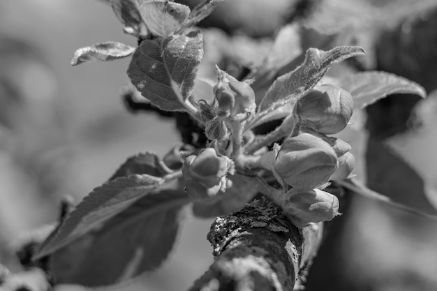 Lente in de tuin.