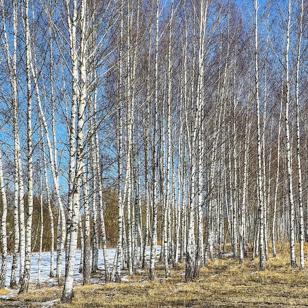 Lente in een berkenbos Ongesmolten sneeuw Hoge stammen tegen de blauwe lucht op een zonnige dag