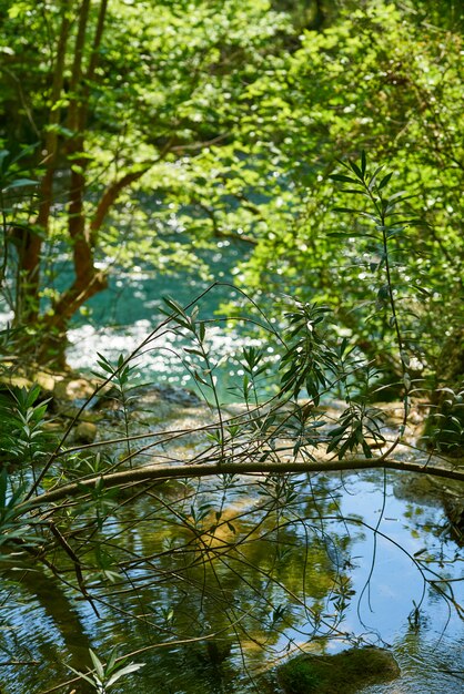 Lente in het bos