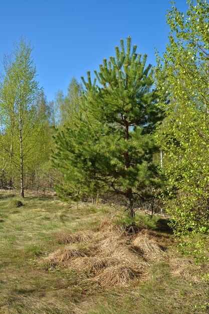 Lente in het nationale park Ryazan Meschera