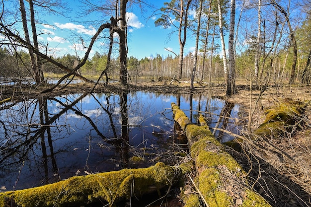 Lente in het nationale park van centraal Rusland