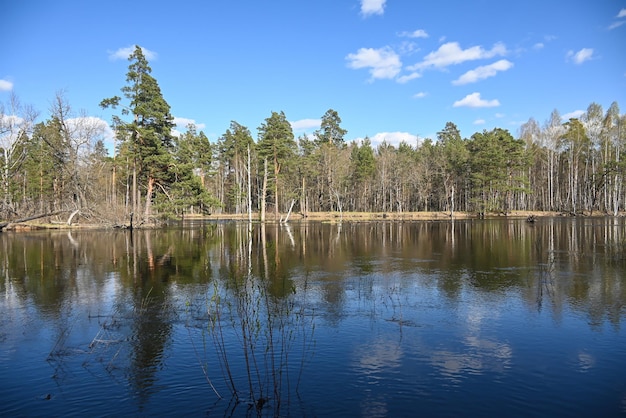 Lente in het nationale park