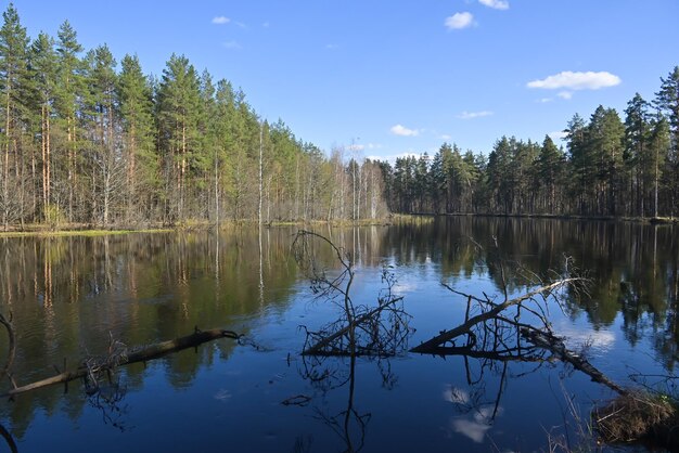 Lente in het nationale park