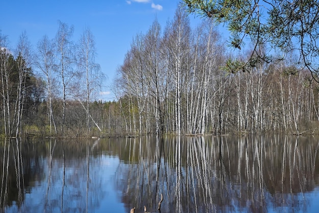 Lente in het nationale park