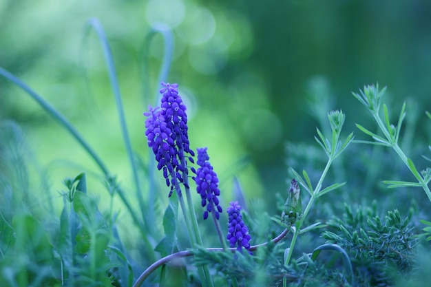 Lente jonge blauwe bloemen op groene stengels Mooie bloemen in de tuin Blauwe bloemen in het gras close-up