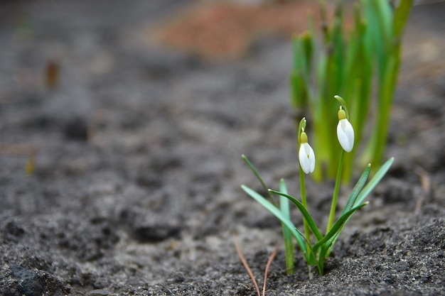 lente jonge sneeuwklokjes groeien uit de grond