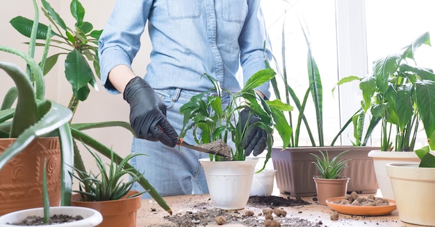 Lente kamerplant verzorging kamerplant transplantatie Een vrouw thuis transplanteert een plant in een nieuwe pot