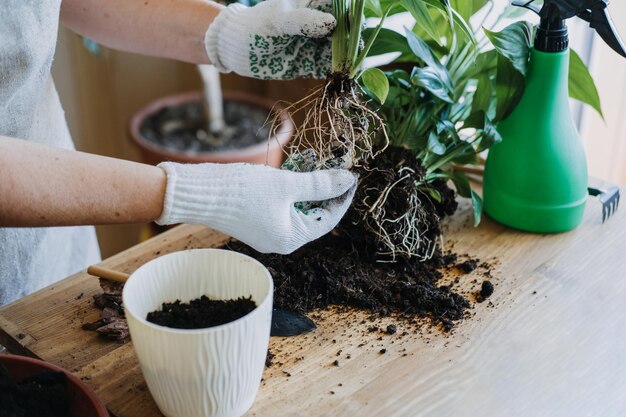 Lente kamerplanten verzorging kamerplanten verpotten kamerplanten wakker maken voor de lente vrouw is