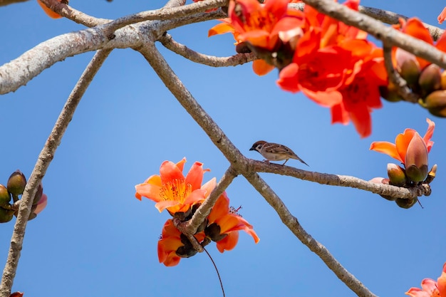 Lente kapok seizoen kapok bloeiende vogels Taiwan