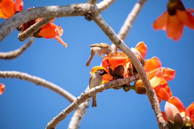 Lente kapok seizoen kapok bloeiende vogels Taiwan