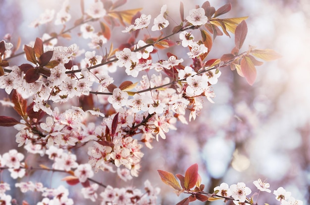 Lente kersen bloeien natuur achtergrond met witte bloemen boomtakken en wazig bokeh