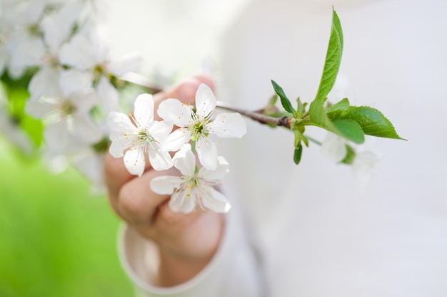 Lente kersenbloemen in kinderhand