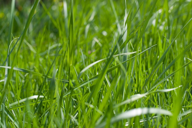 Lente kersenbloesem bloemen