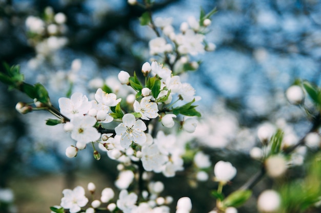 lente kersenbloesem in de lente op een zonnige dag