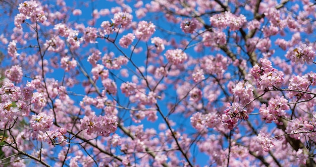 Lente kersenbloesem. Mooie roze bloemenachtergrond.