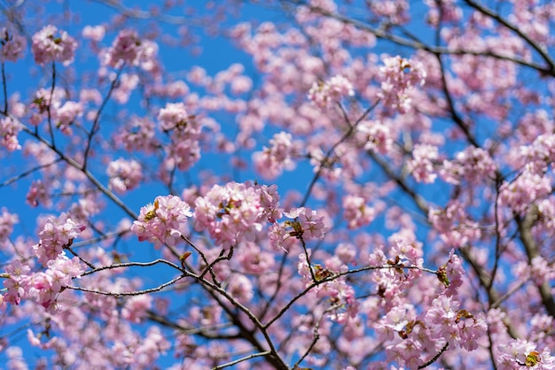 Lente kersenbloesem. Mooie roze bloemenachtergrond.