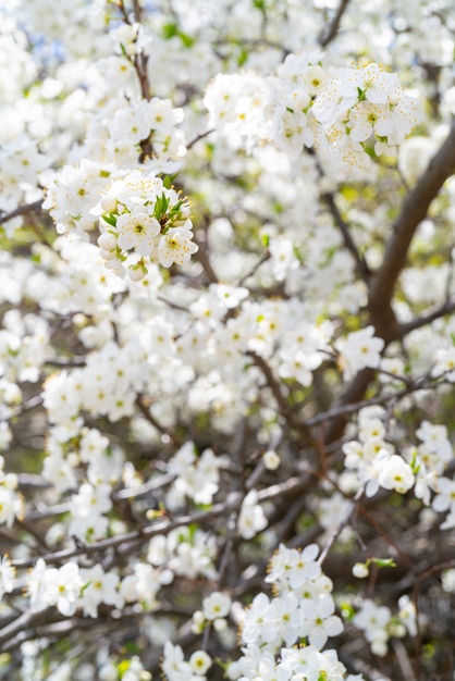 Lente kersenbloesem. Mooie witte bloemenachtergrond.