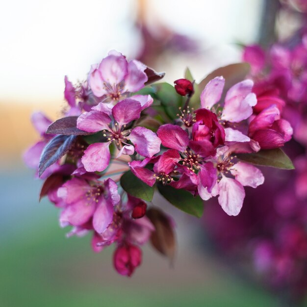 Lente Kersenbloesem, roze bloemen.