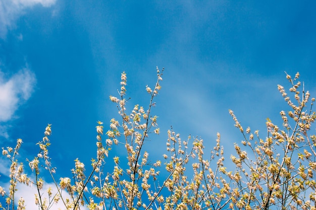 lente kersenboom bloeit in de stad