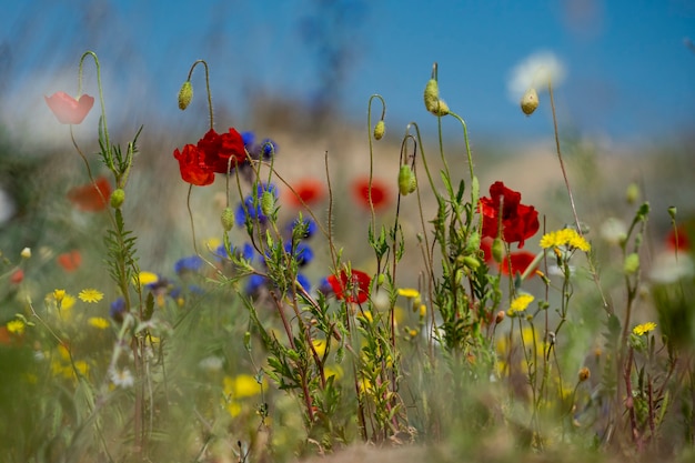 Lente klaprozen bloeiden door het veld