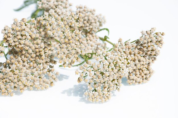 Foto lente kleine witte bloemen achtergrond