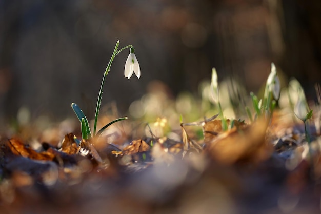 Lente kleurrijke achtergrond met bloem plant Prachtige natuur in het voorjaar Sneeuwklokje Galanthus nivalis