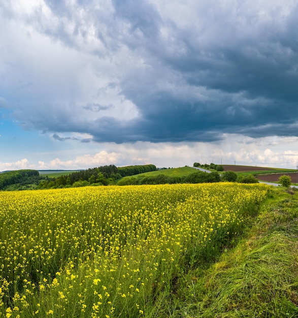 Lente koolzaad geel bloeiende velden