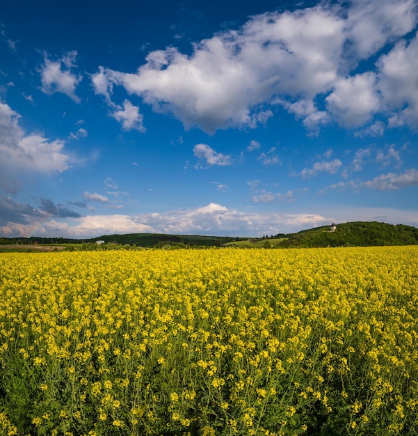 Lente koolzaad gele bloeiende velden bekijken blauwe lucht met wolken in zonlicht Pyatnychany torenverdedigingsstructuur 15e eeuw op verre heuvelhelling