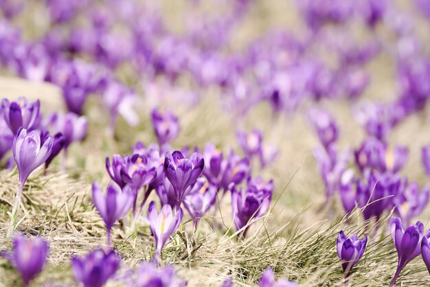 Lente krokus bloemen