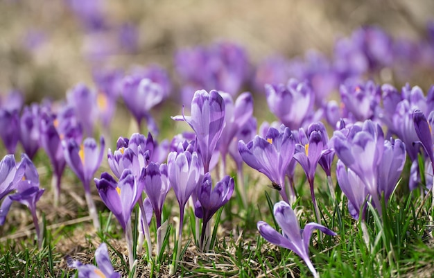 Lente krokus bloemen