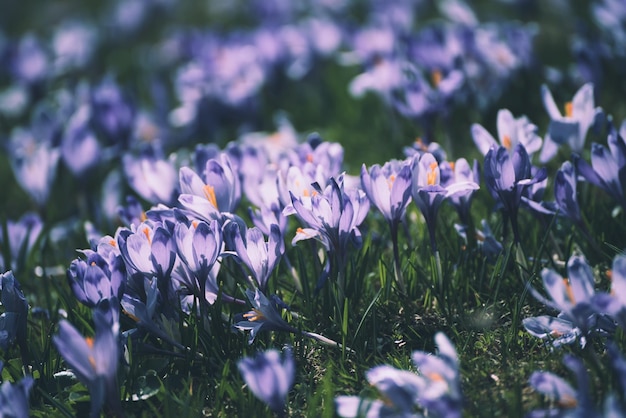 Lente krokus bloemen