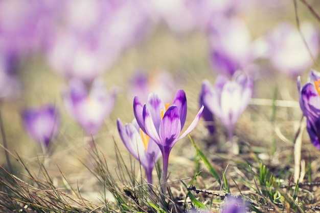 Lente krokus bloemen