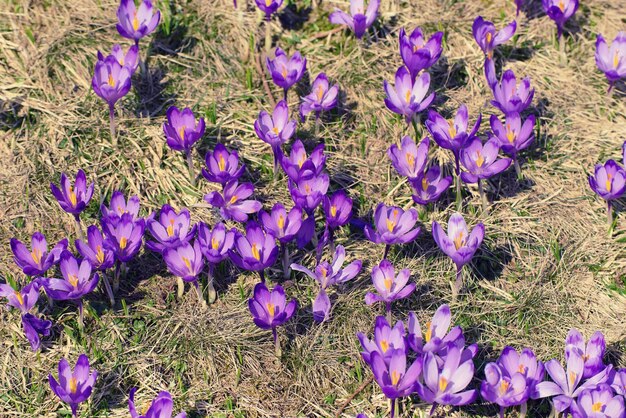 Lente krokus bloemen