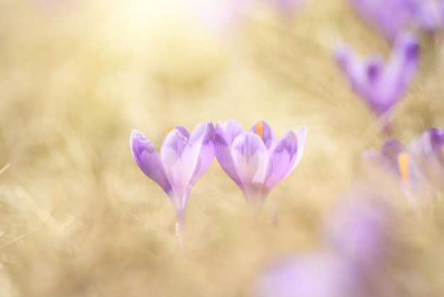 Lente krokus bloemen