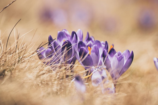 Lente krokus bloemen