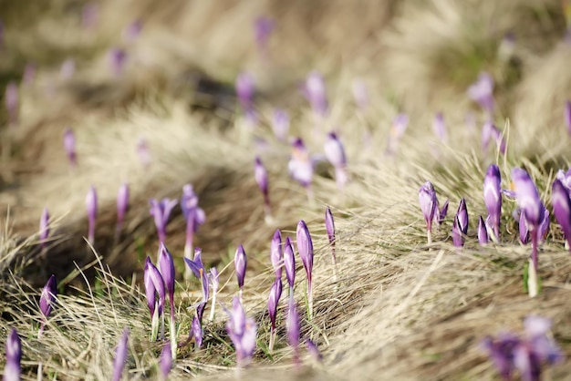 Lente krokus bloemen