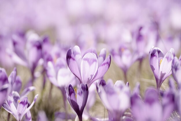 Lente krokus bloemen