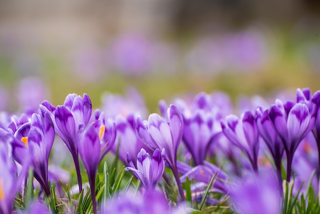 Lente krokus bloemen