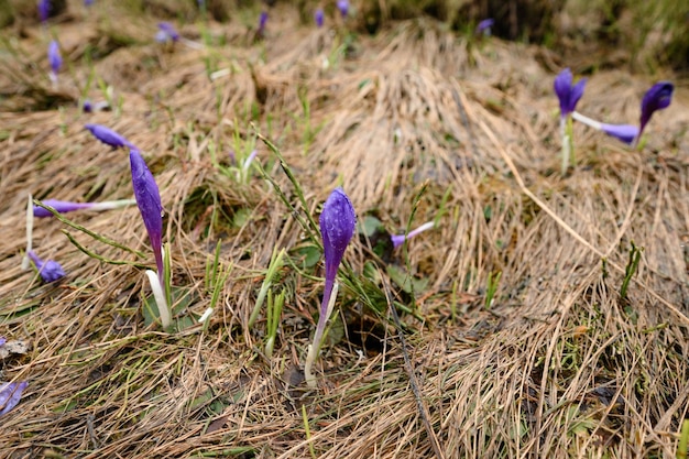 Lente krokussen krokus bloem op een achtergrond van droog gras