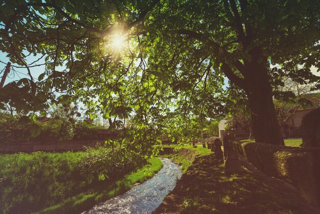 Lente landelijk landschap met rivier en groene bomen. de zon schijnt door de takken. miskolc, hongarije