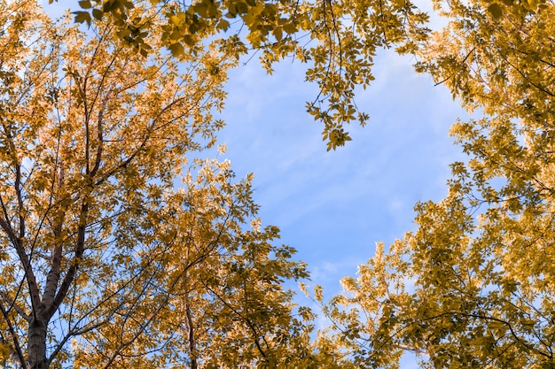 Lente landschap. Een tak van een boom. Hemel in de vorm van een hart.