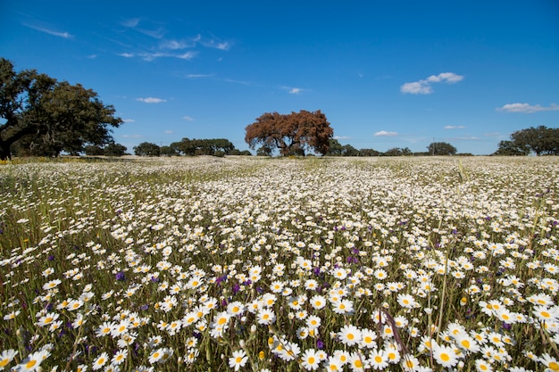 Lente landschap in alentejo