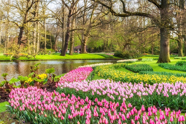 Lente landschap in Keukenhof park, mooie zonnige tulp bloemen