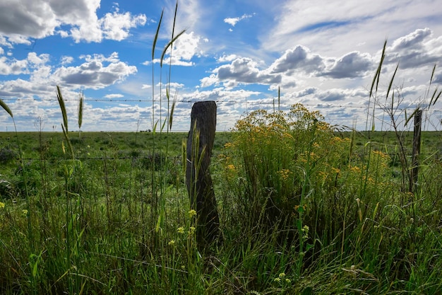 Lente landschap La Pampa