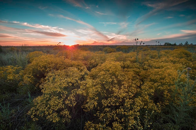 Lente landschap La Pampa